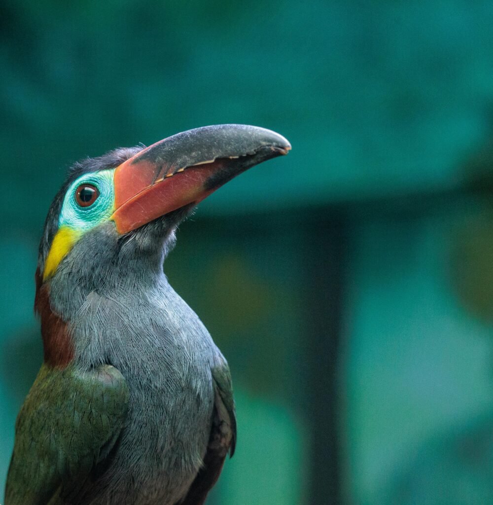 Portrait of Guianan Toucanet