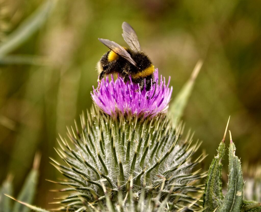 Macro shot of a bumblebee collecting nectar from a thistle flower outdoors in summer.