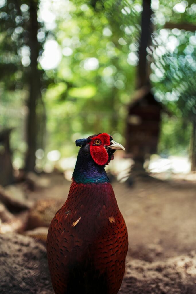 A colorful pheasant stands in a sunlit forest, showcasing its vibrant plumage.