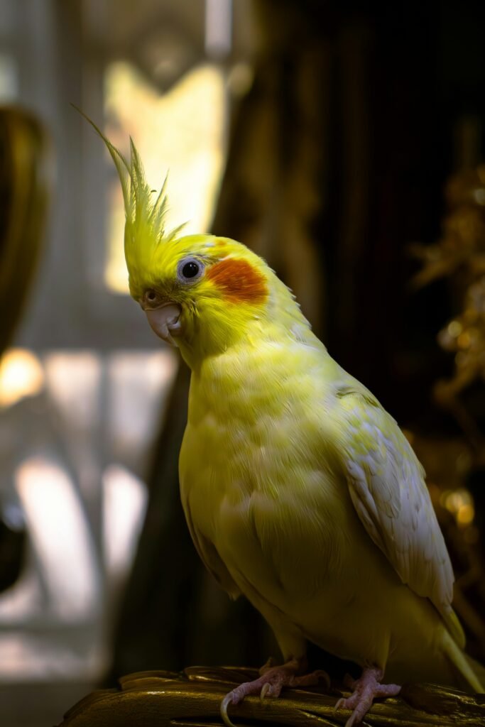 Cockatiel Perched on Chairs Armrest