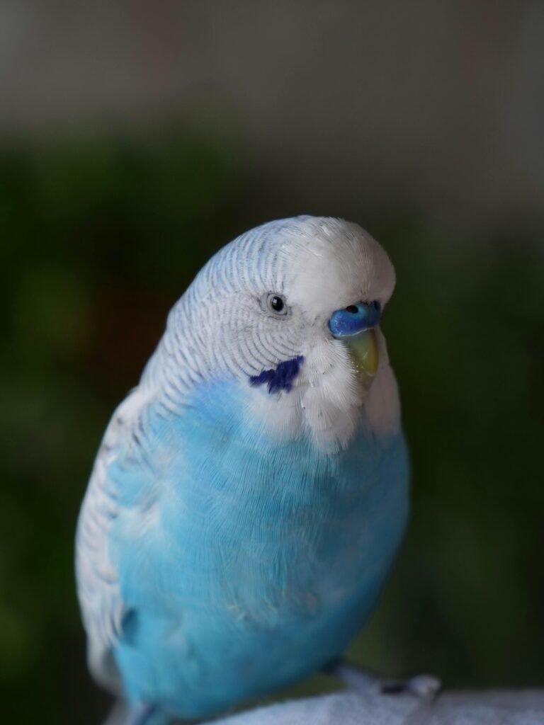 Close-up of a Blue Budgerigar Bird perching