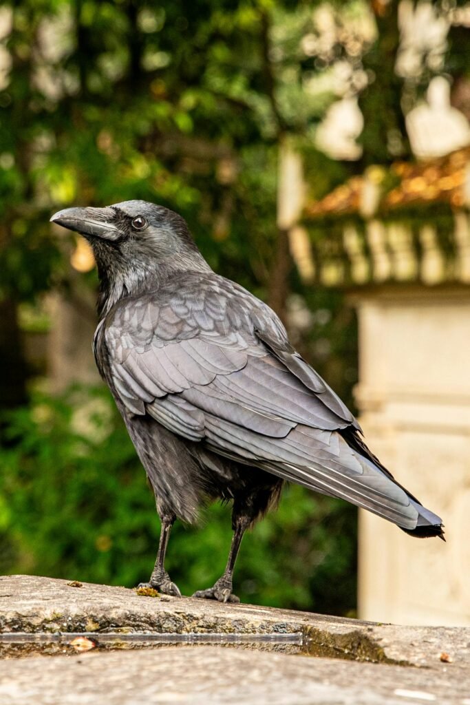 A detailed shot of a crow perched on a ledge with a soft-focused urban background.