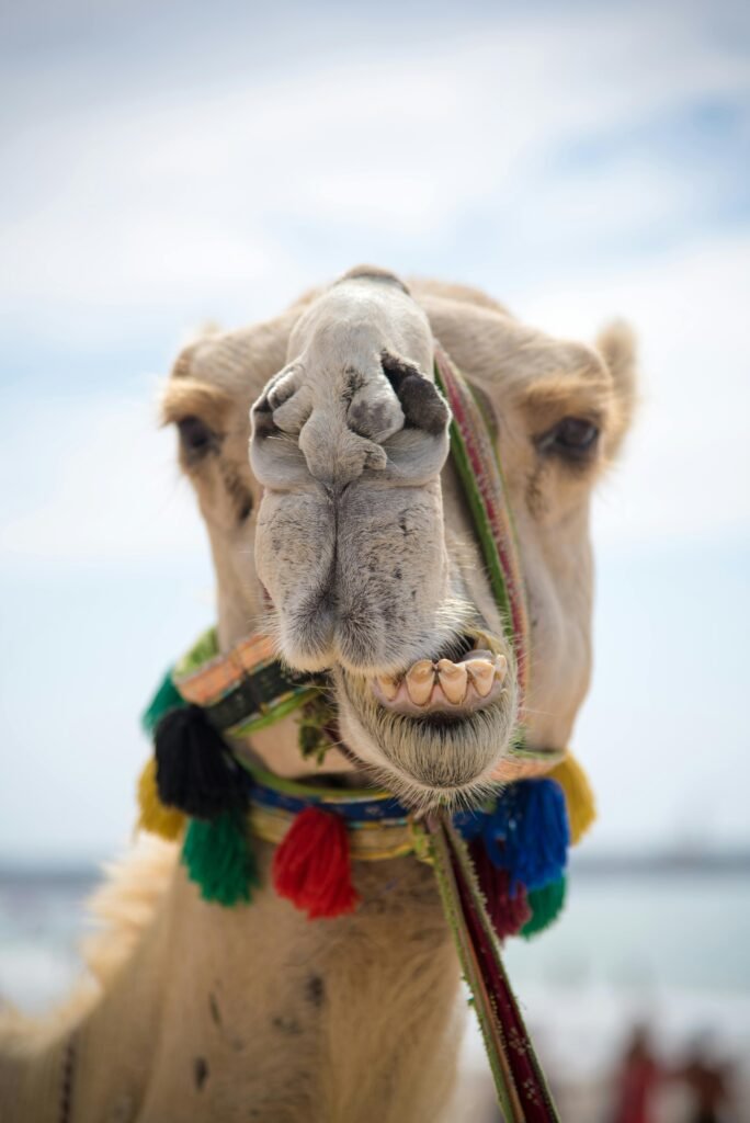 Close-up of a camel's face adorned with colorful tassels under the bright sun.