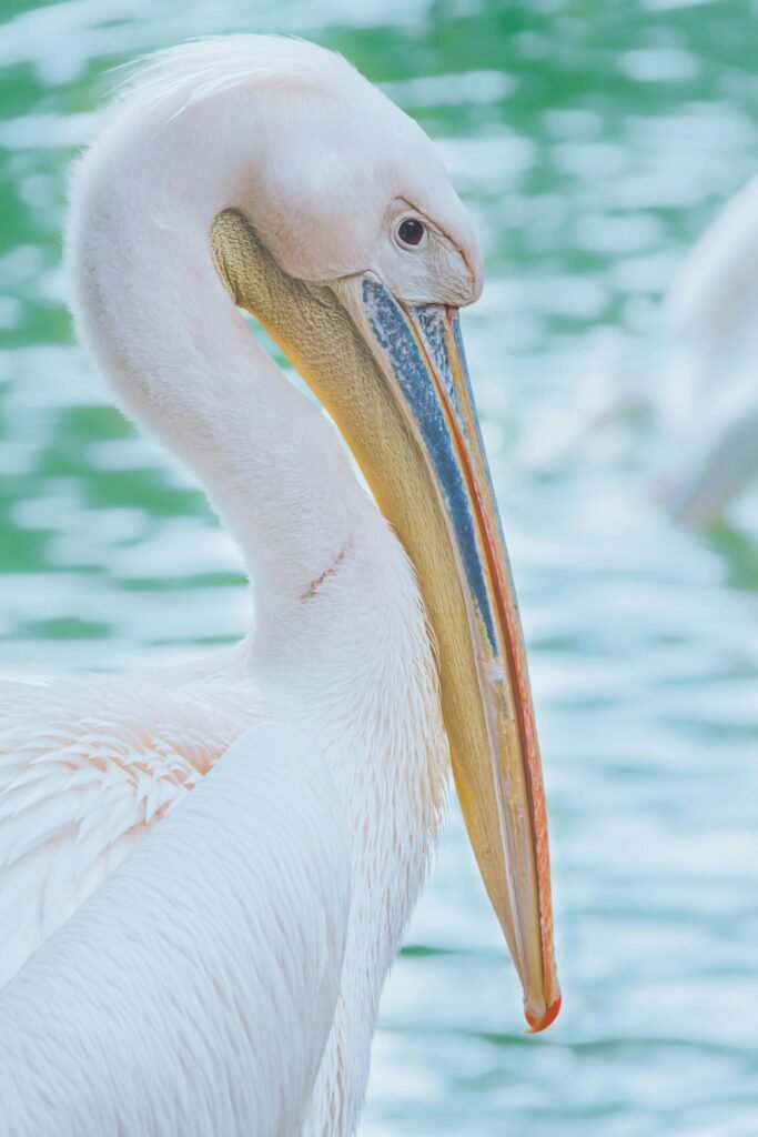 Close-up Photo of Great White Pelican