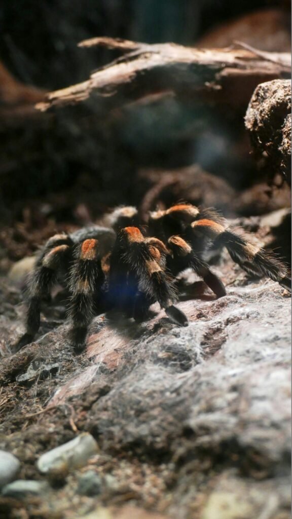 Detailed shot of a Mexican Redknee Tarantula in natural habitat, showcasing its hairy legs and vivid colors.