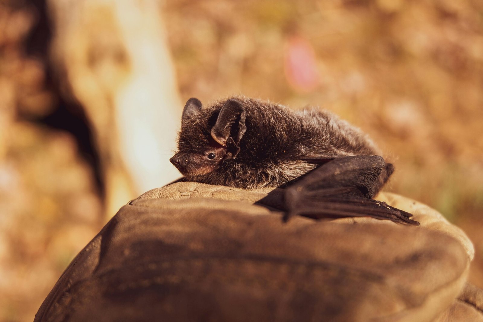 A close view of a cute bat resting on a leaf amid a warm natural setting.