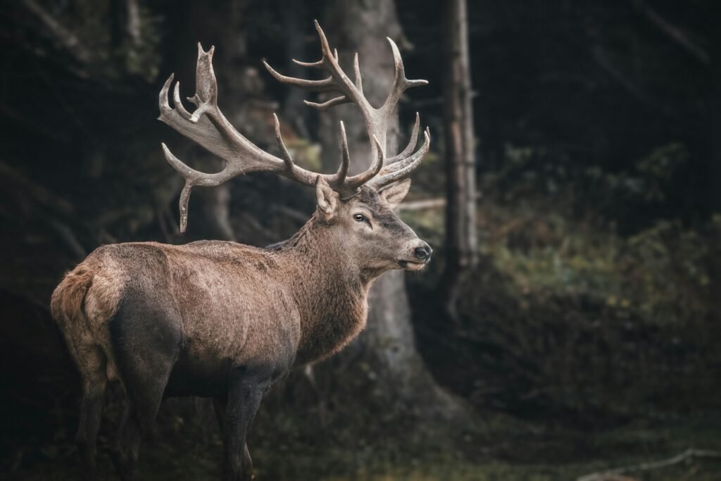 A captivating portrait of a stag in the wilderness of Italy, showcasing its striking antlers.