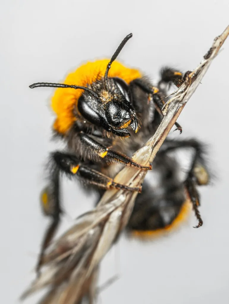 Detailed macro image of a bumblebee perched on a stem, showcasing intricate textures.