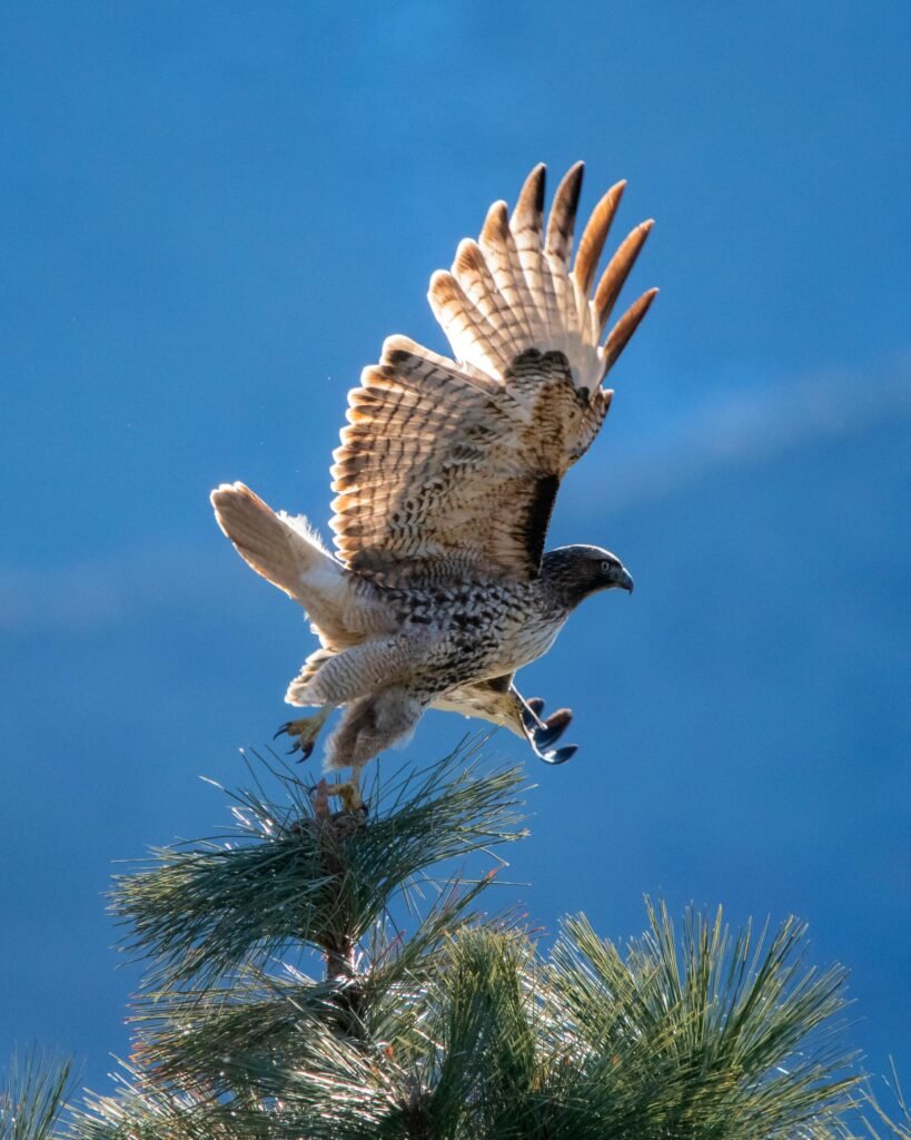 A magnificent hawk spreads its wings before flight against a deep blue sky.