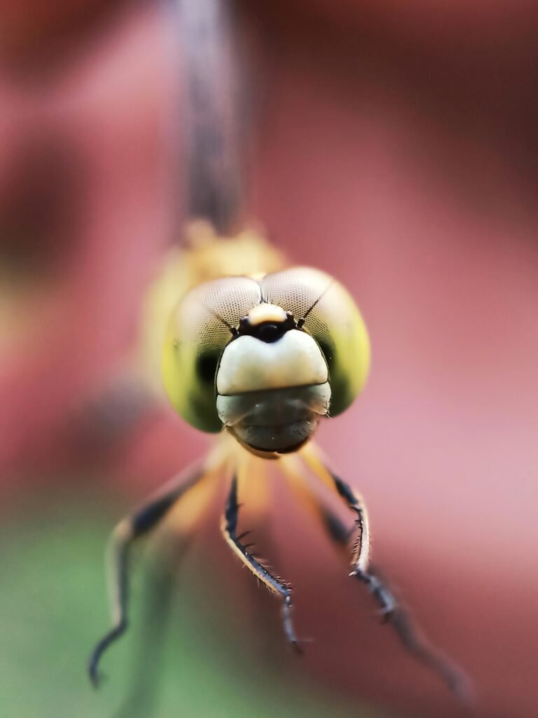 Detailed close-up of a dragonfly showcasing its intricate features captured in Telangana, India.