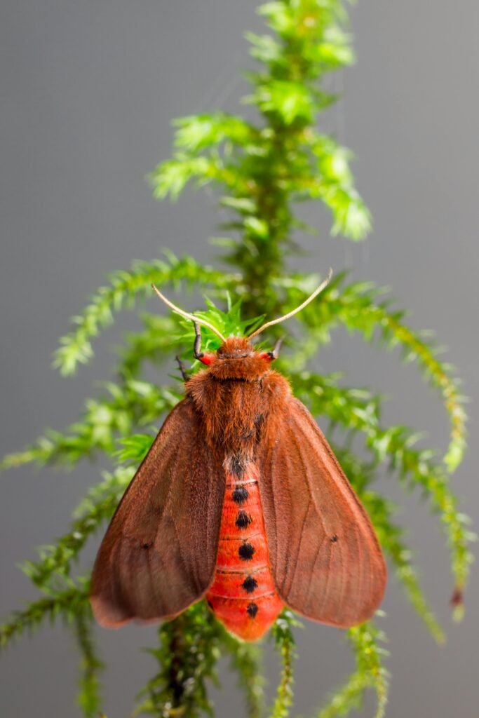 Close-up photo of a red tigermoth resting on a lush green plant in Estonia.