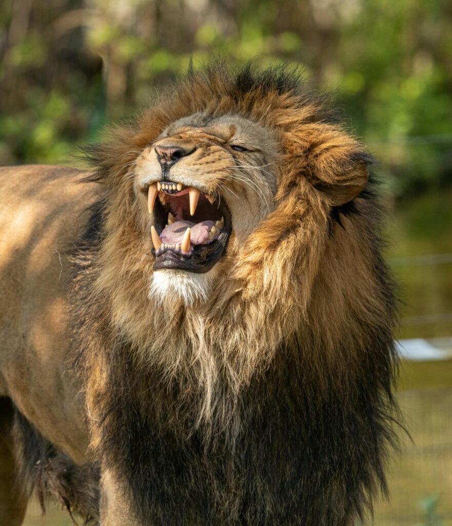 A fierce and roaring lion showcasing its mane and powerful presence in the wild outdoors.