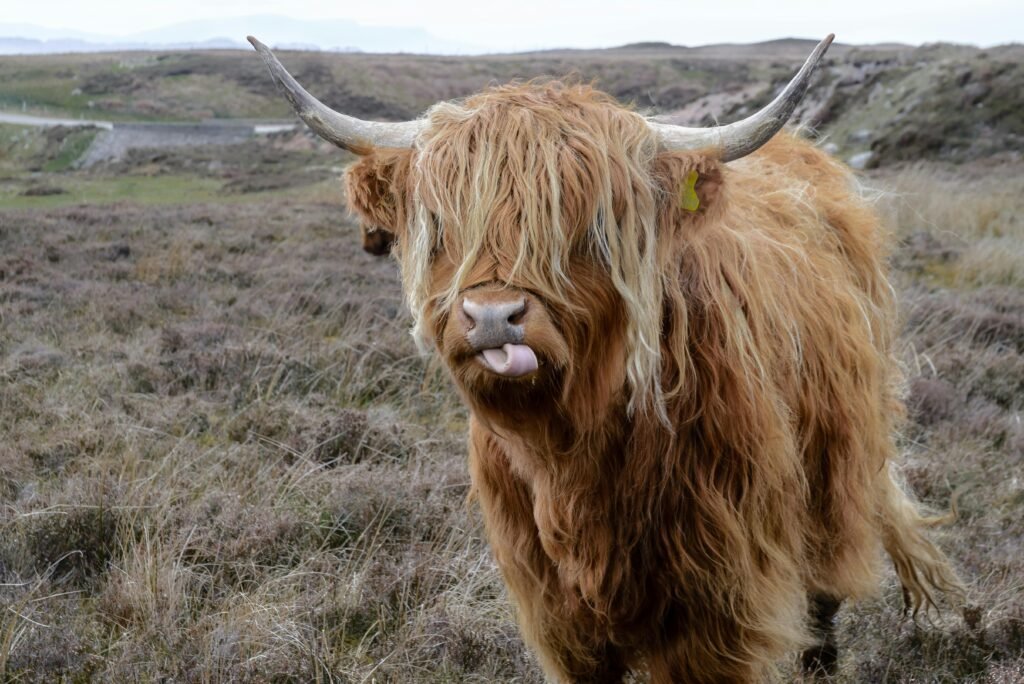 Photograph of a Highland cow with long hair and horns in the Scottish countryside.