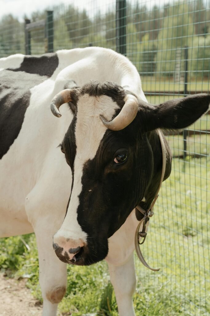 A close-up portrait of a Holstein cow in a sunny farm setting with a green pasture.