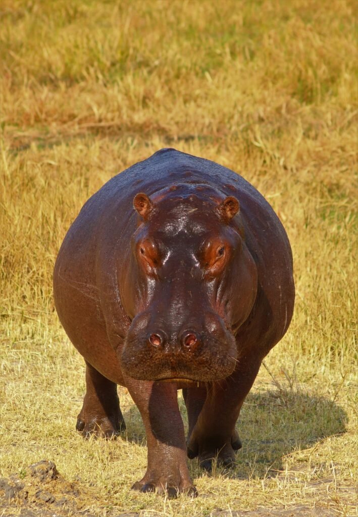 Close-up of a hippo in its natural grassland habitat, showcasing wildlife beauty.