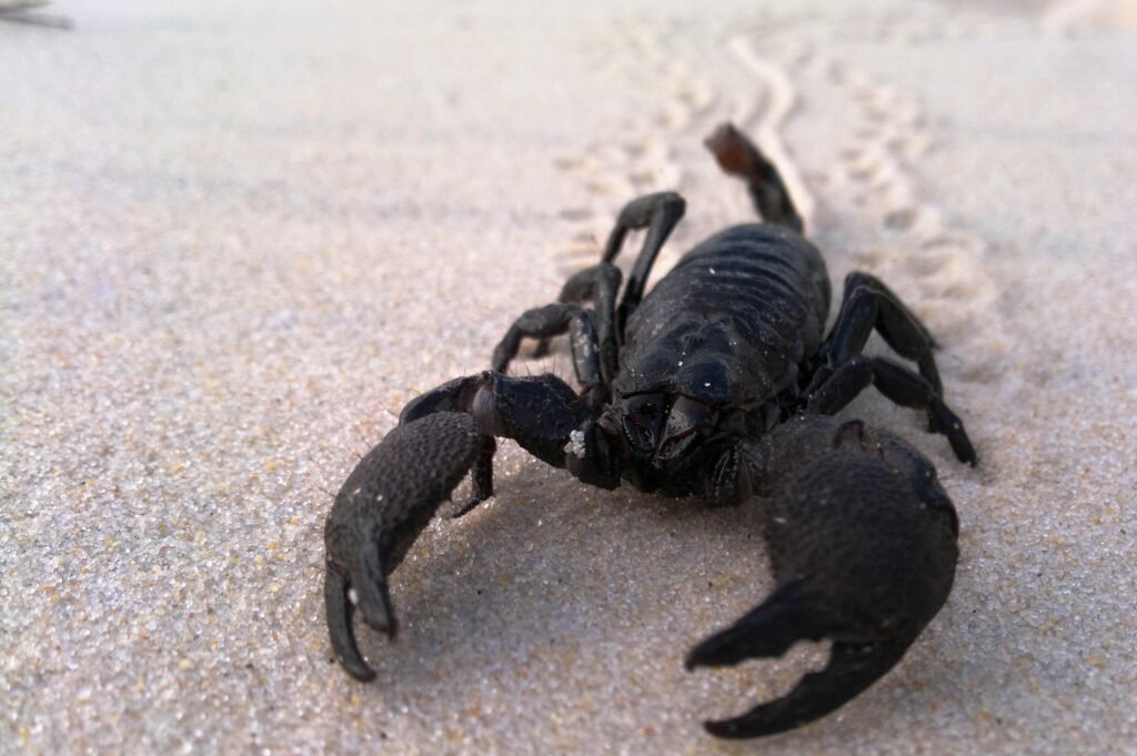 Detailed close-up of a scorpion crawling on white sand, showcasing its claws and arachnid features.