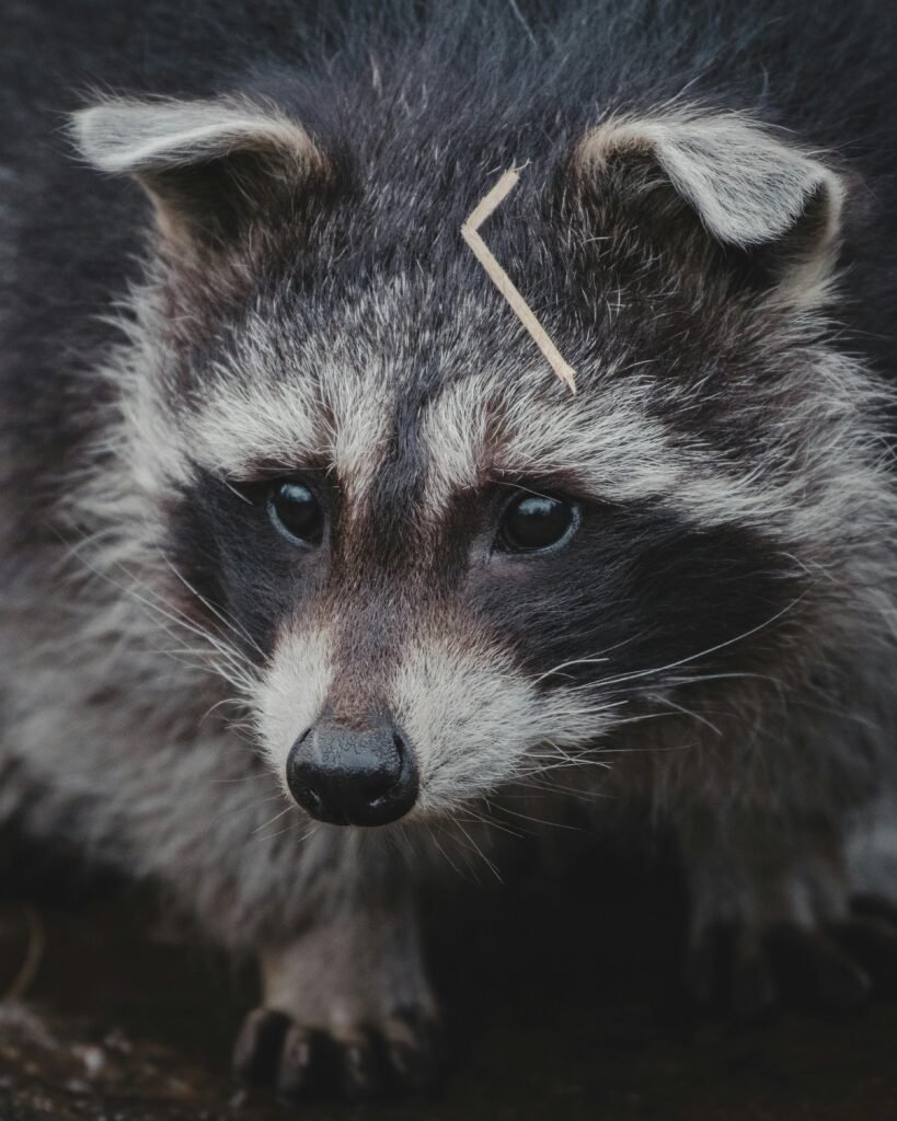 An intimate portrait of a raccoon (Procyon lotor) gazing forward in its natural, serene outdoors setting.