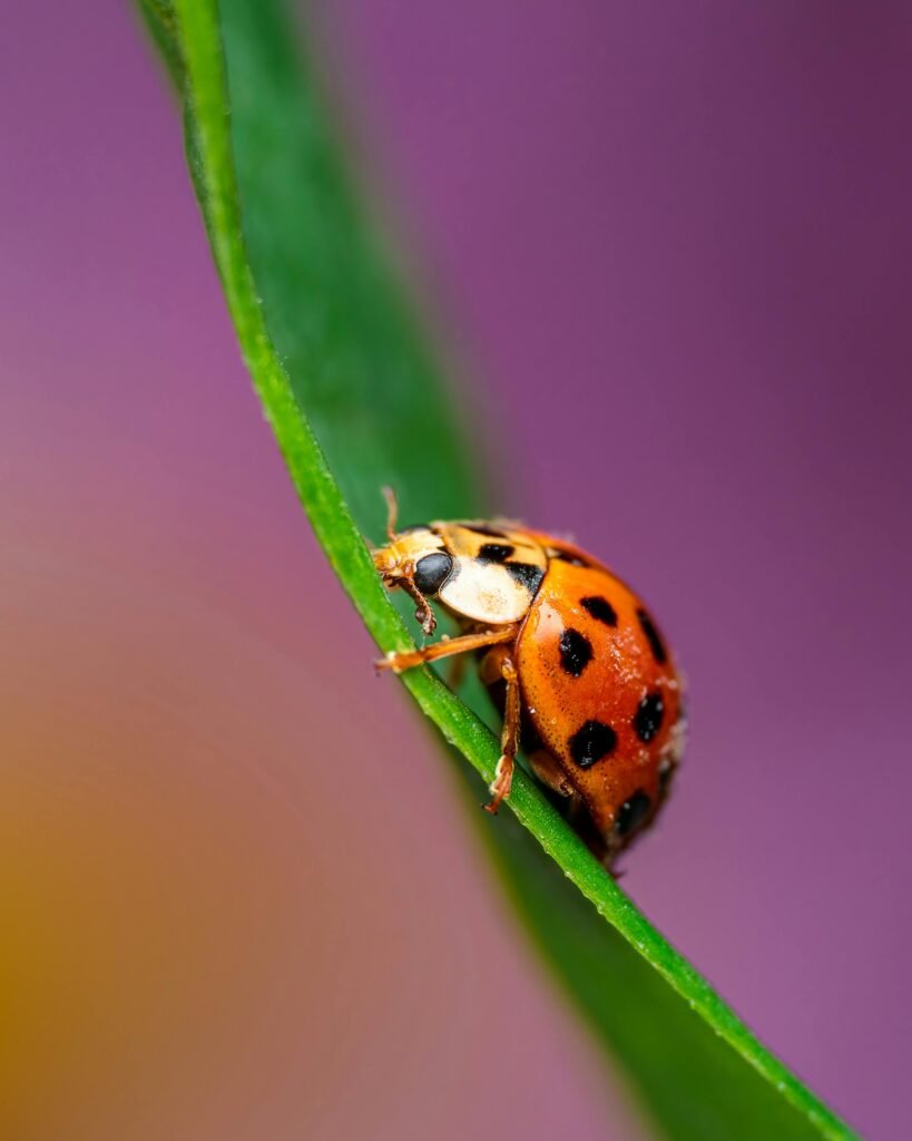 Detailed macro photo of a ladybug on a vibrant green leaf against a blurred background.