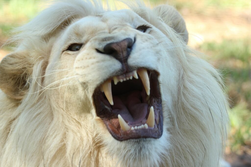 Close-up of a roaring white lion showing sharp teeth, captured in a wildlife setting.