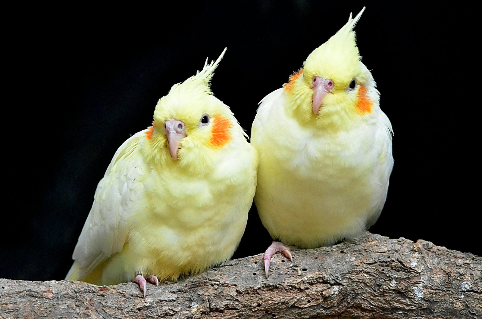 Yellow Birds on the Branch