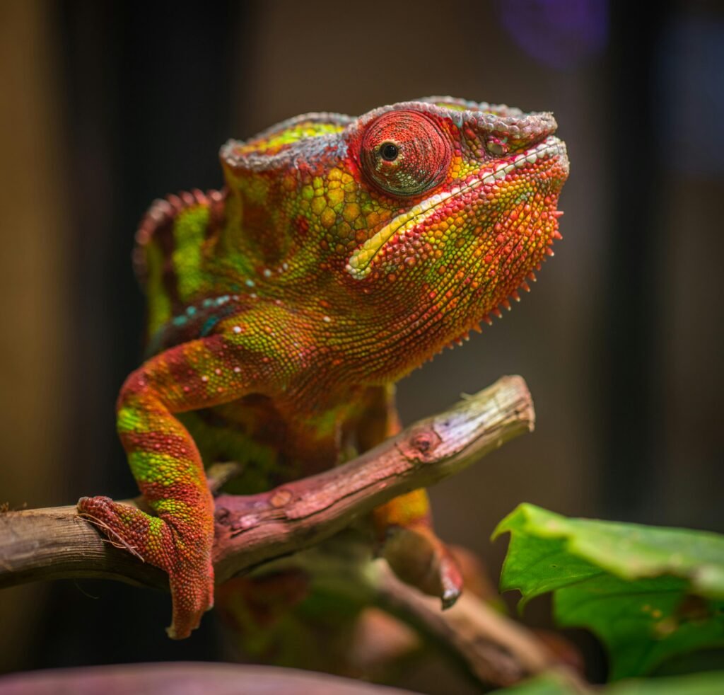 Captivating photo of a vibrant chameleon blending into its environment.