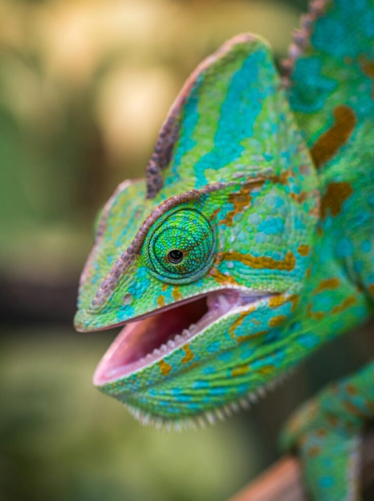 Close-up of a colorful chameleon outdoors showcasing its vibrant skin patterns.