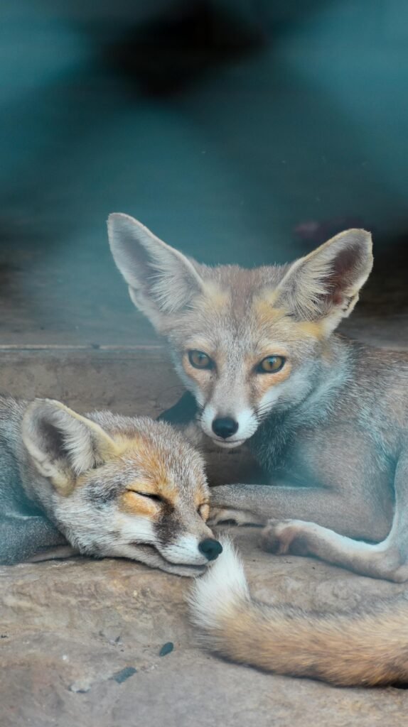 Two fennec foxes lying together on a concrete floor in a zoo enclosure.