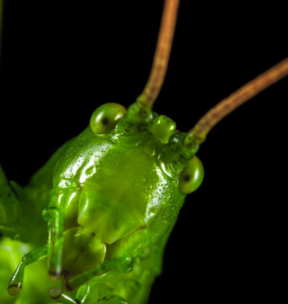 Detailed macro photo of a vivid green grasshopper with black background.