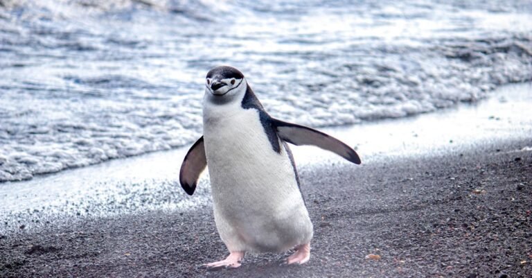 349 Best Penguin Names: Cute, Funny, and Creative Ideas
