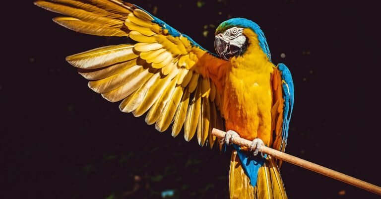 499 Macaw Names: Unique, Cute, Funny, and Classic Options