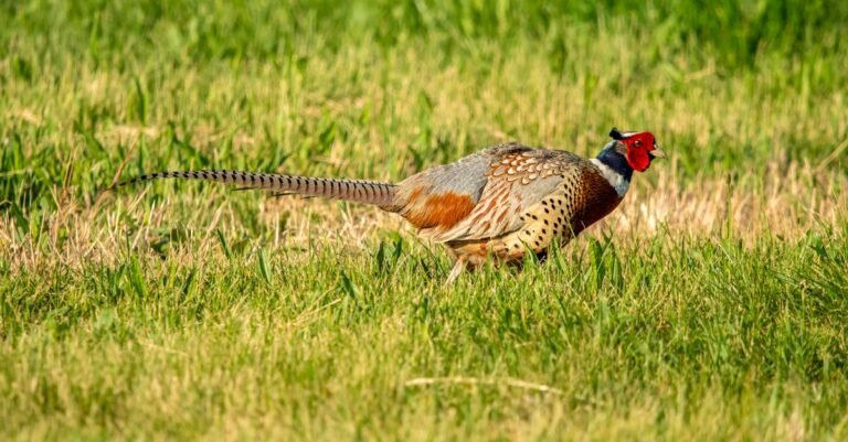 250 Creative Pheasant Names: Colorful, Majestic, and Playful