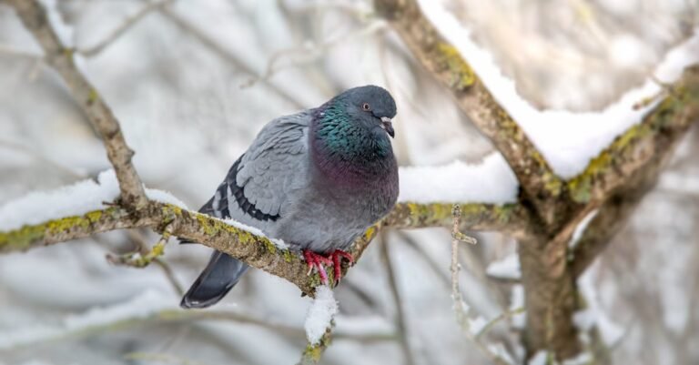Top 349 Pigeon Names: Funny, Cute, and Unique Ideas