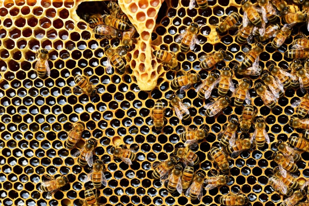 Detailed view of honey bees on a vibrant honeycomb filled with honey in a beehive.