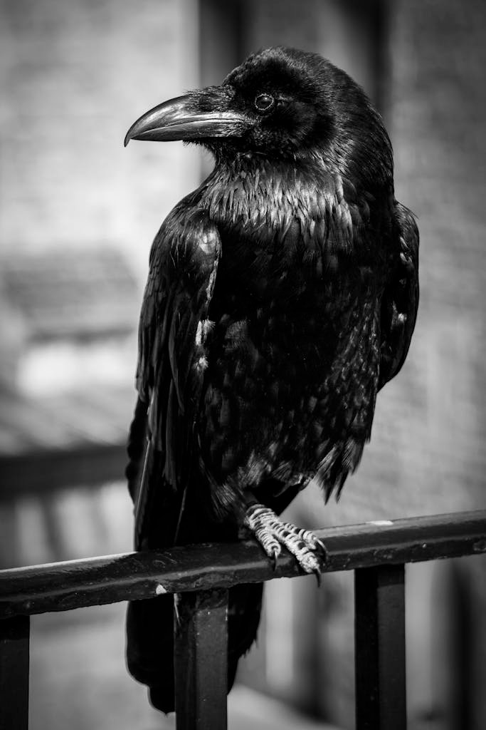 Raven on Railing