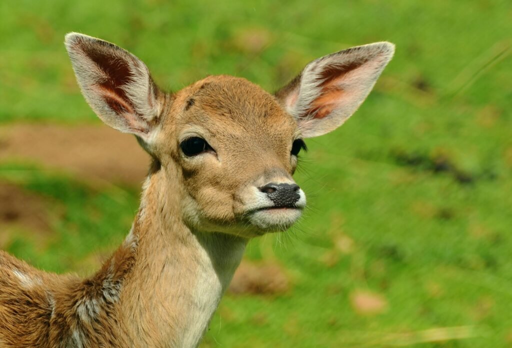 Close-up of a cute fawn in a grassy field, showcasing wildlife beauty.