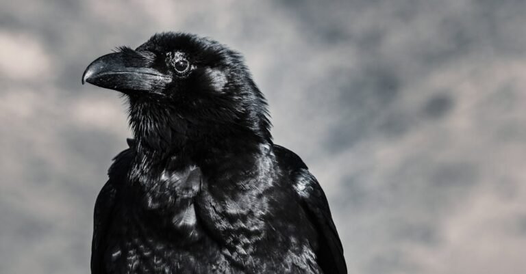 398 Raven Names for Pets and Fictional Characters