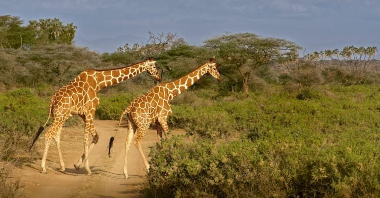 395 Creative Giraffe Names: Unique and Classic Picks
