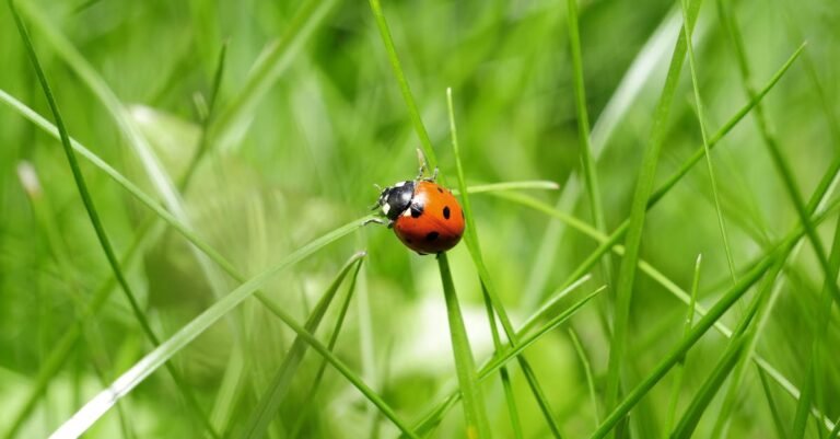 349 Creative and Fun Ladybug Names: Cute, Girl, Boy