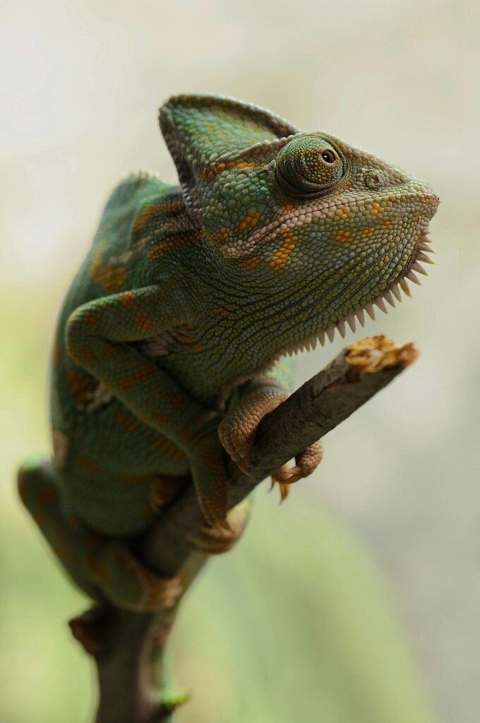 Detailed image of a colorful chameleon perched on a branch, showcasing its distinctive textures.