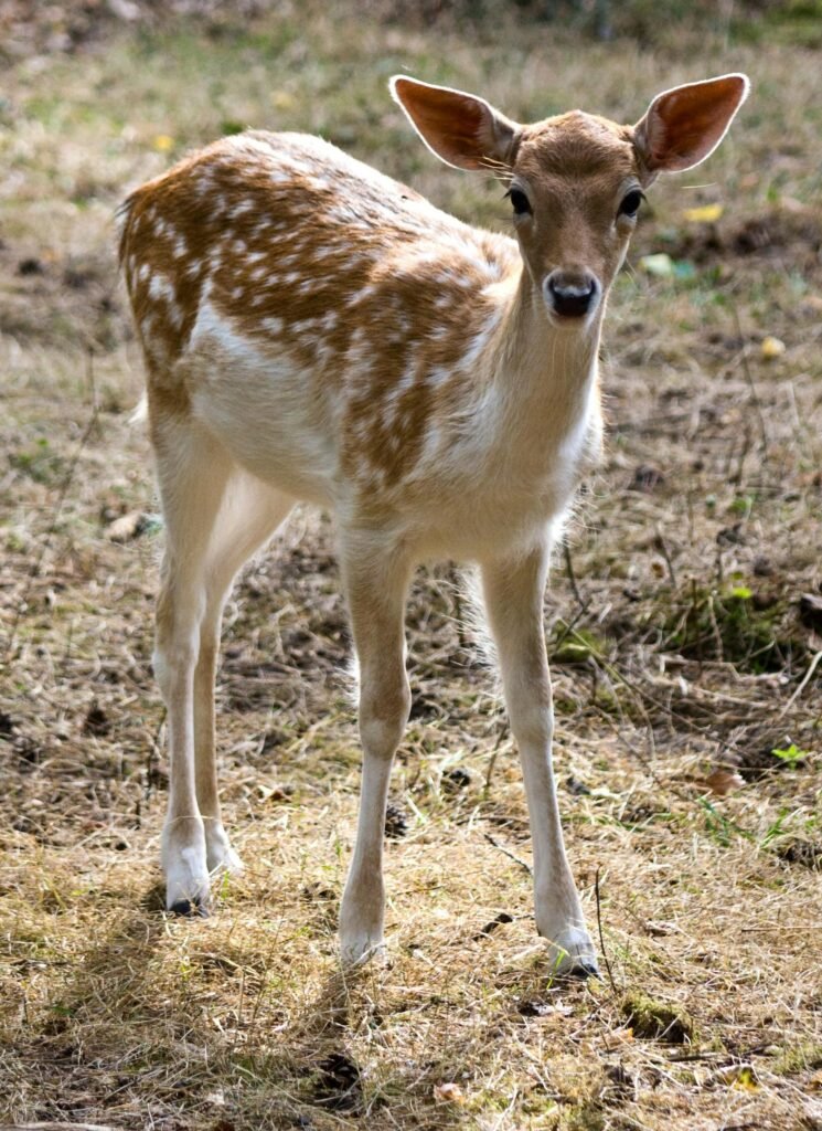 A fallow deer fawn stands alertly on grass in natural light.