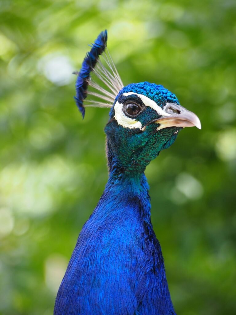 Blue and White Bird