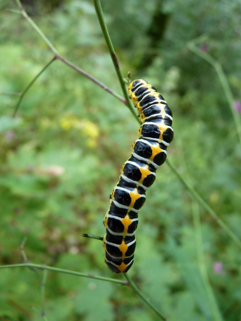 Detailed close-up of a black and yellow caterpillar on a plant stem outdoors.