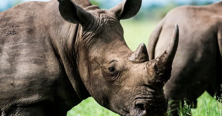 350 Creative Rhino Names: Cute, Strong, and Unique Ideas