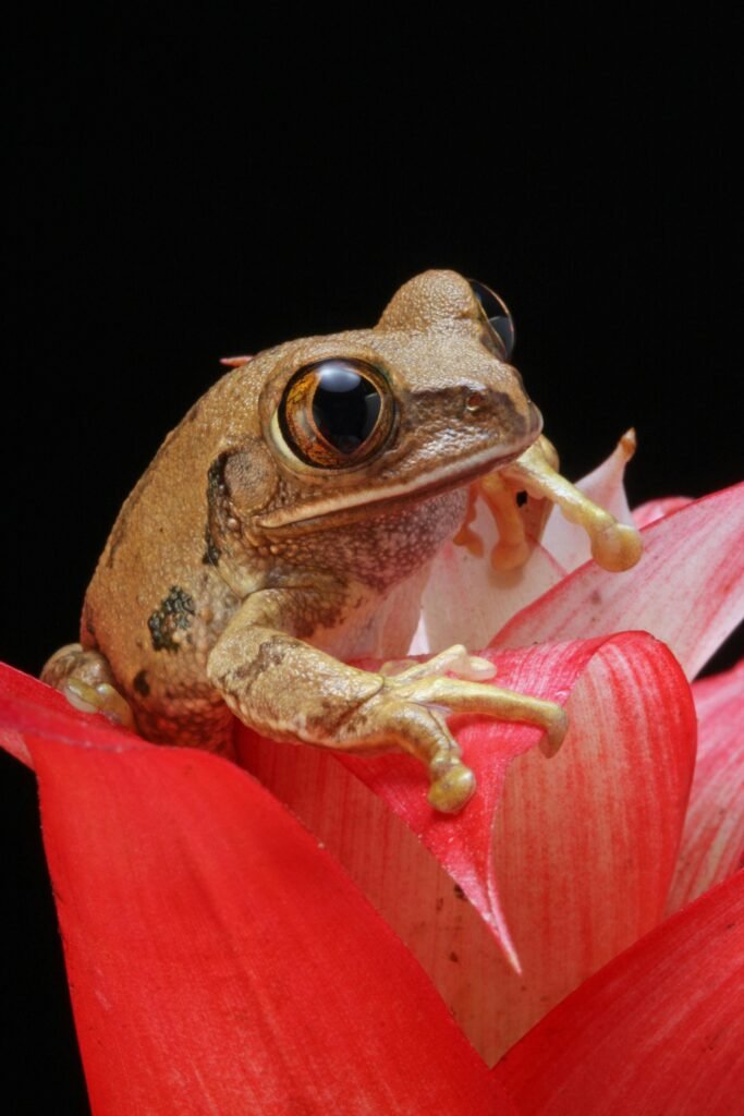 Close-up of a frog on a bright red flower, showcasing intricate details and vivid colors.