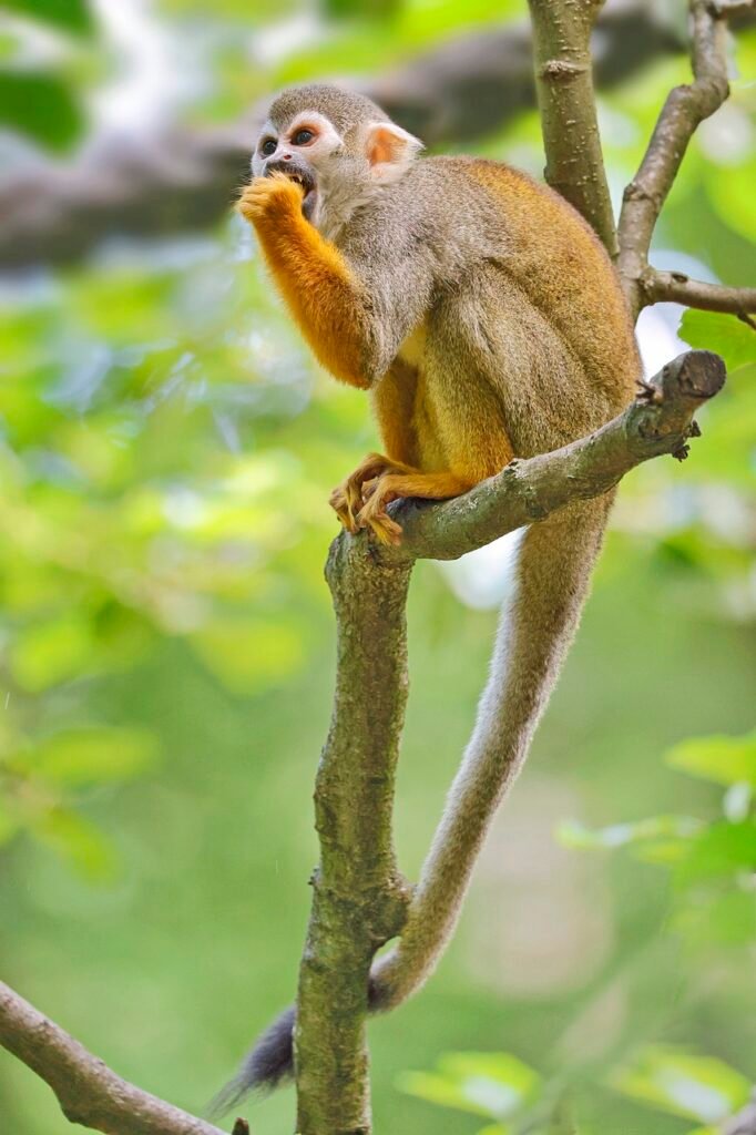 animal, squirrel monkey, mammal