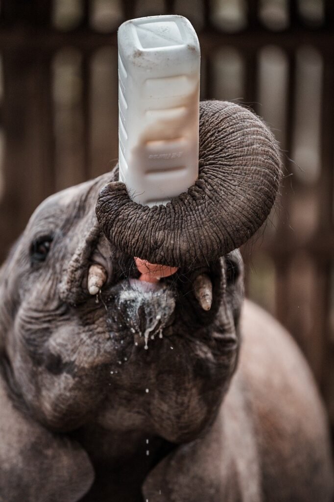 elephant, animal, feeding