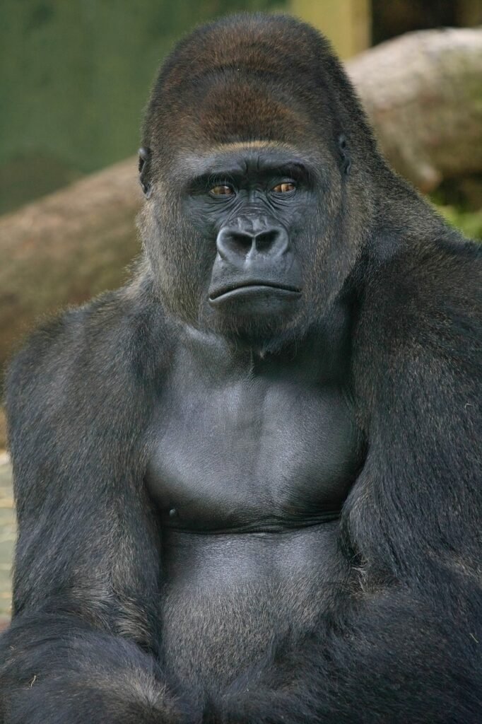 gorilla, ape, mammal