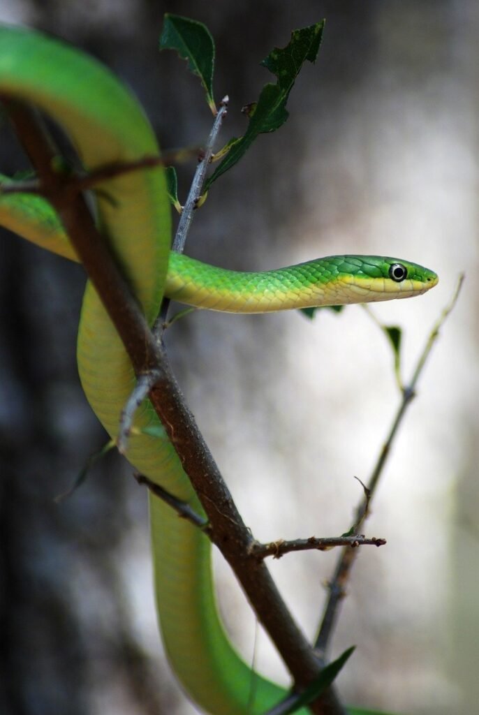 snake, green snake, branch