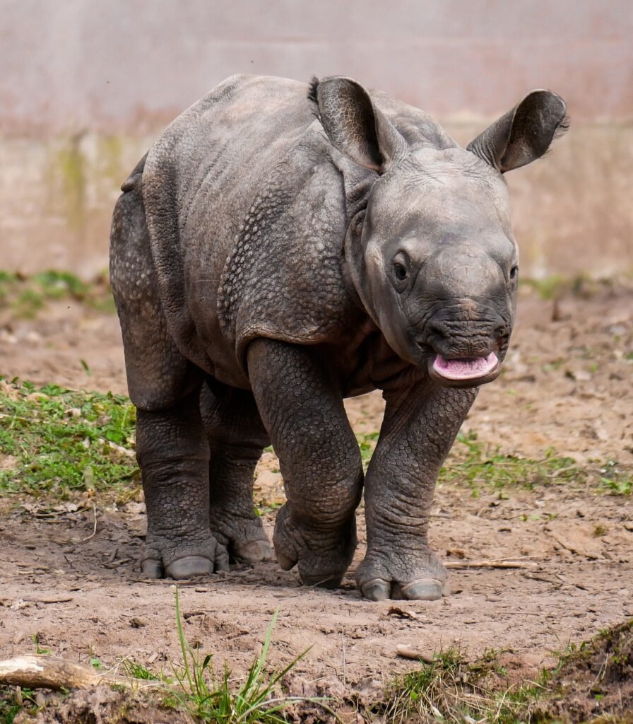 rhino, animal, pachyderm