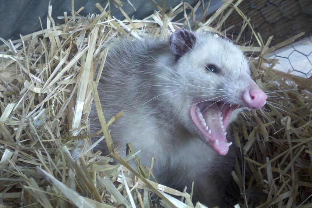 opossum, possum, teeth